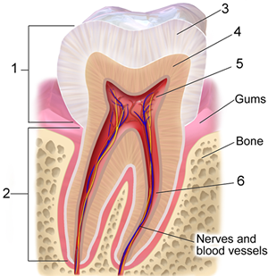 Notes: Digestive System