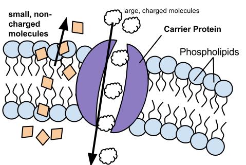 Membrane Structure Chart Answers