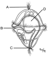 trochophore