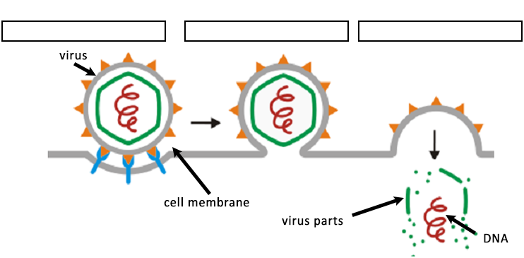 virus stages