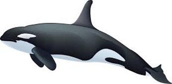 killer whale