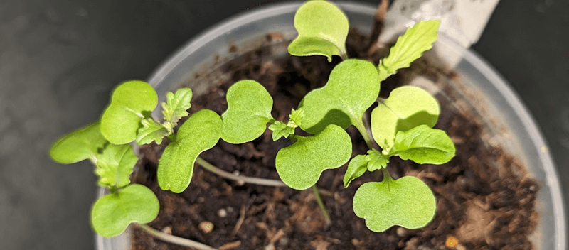 wisconsin fast plant