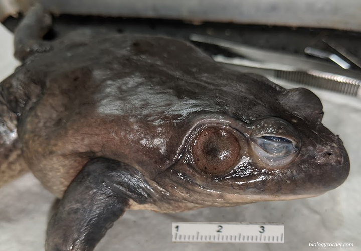 Frog External Anatomy