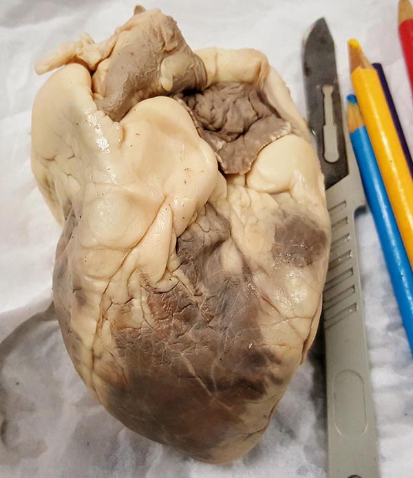 heart in tray