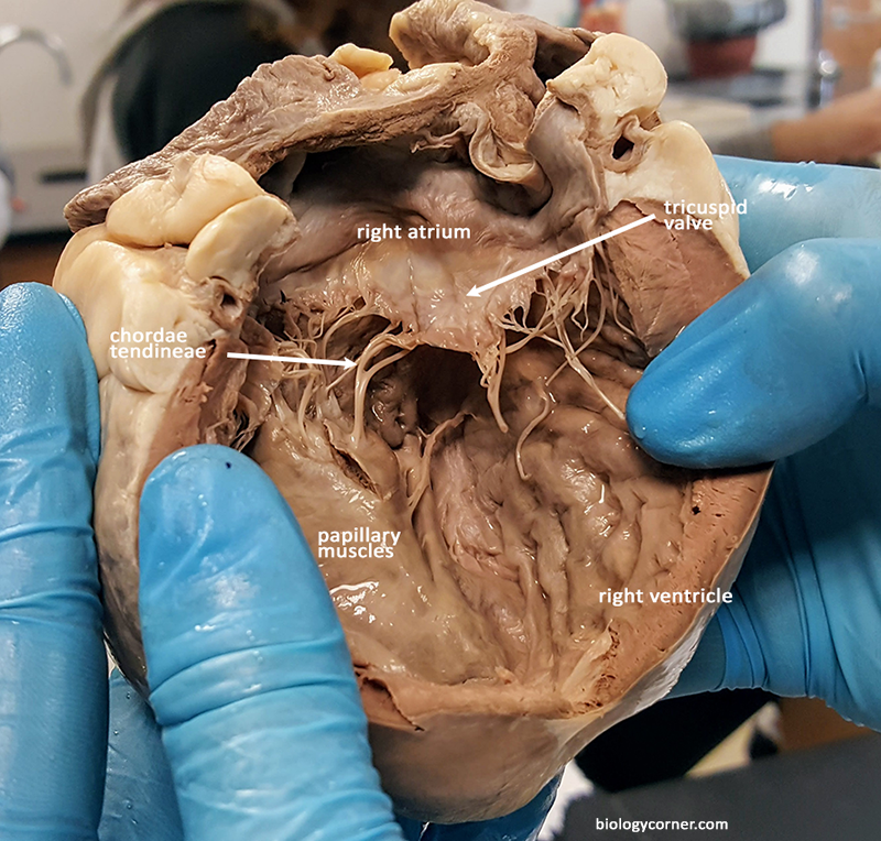Heart Anatomy - Right Atrium and Ventricle