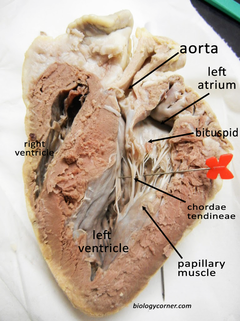 Heart Anatomy - Left Atrium and Ventricle