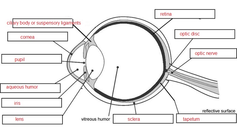 Cow Eye Dissection