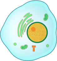 cell