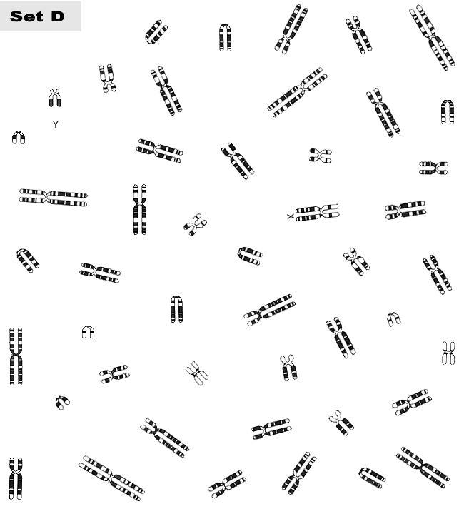 Karyotype Chart