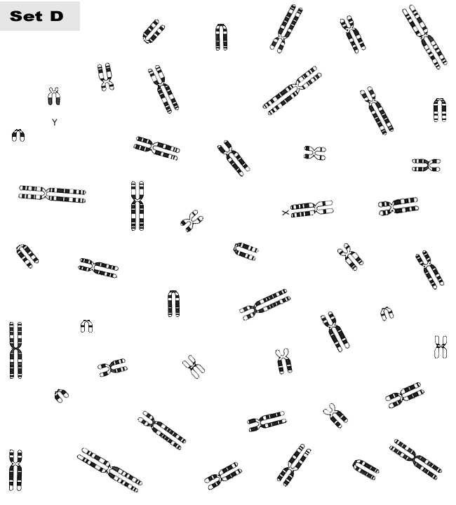 What Is A Karyotype Chart