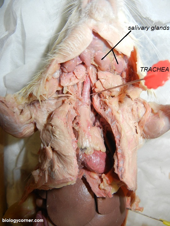 Rat Dissection Step 5