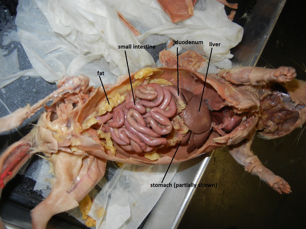 Rat Anatomy