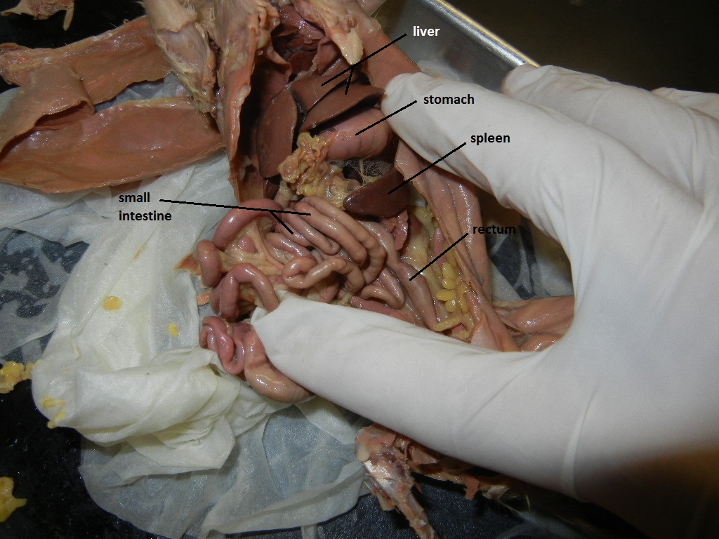 Rat Anatomy