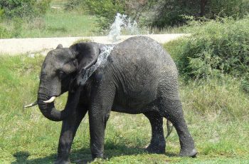 African Elephant – Change Over Time