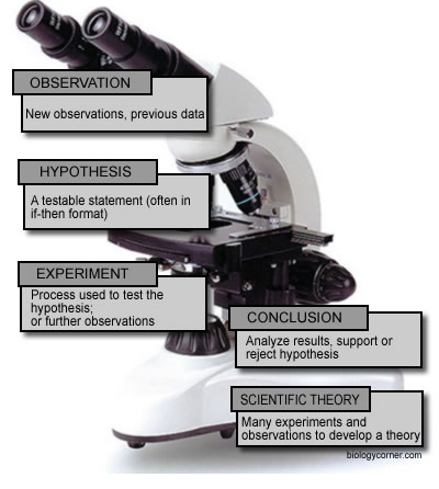 Scientific Method Flow Chart Worksheet