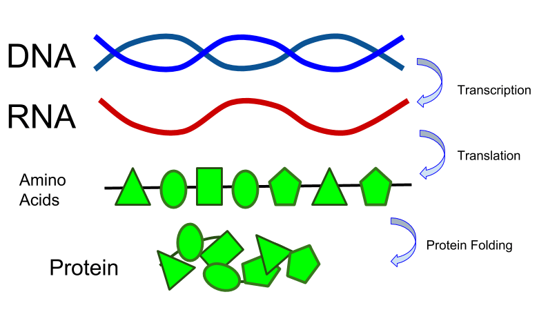 online lipids lipophilic components and essential oils from plant sources