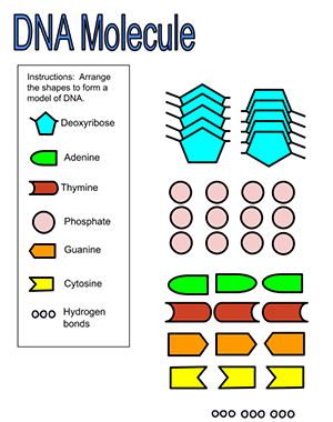 Dna Build It