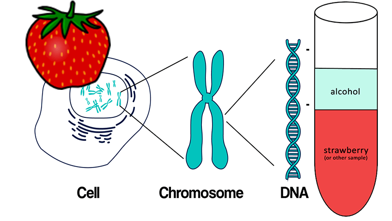 Investigation: Compare DNA from Different Samples