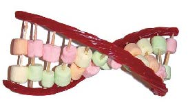 Construct a DNA Model Using Marshmallows