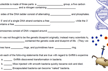 DNA worksheet