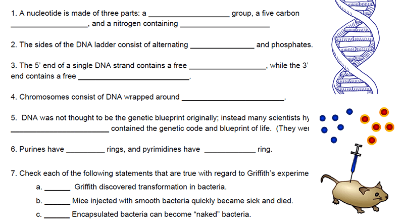 the-molecule-of-heredity-chapter-reinforcement