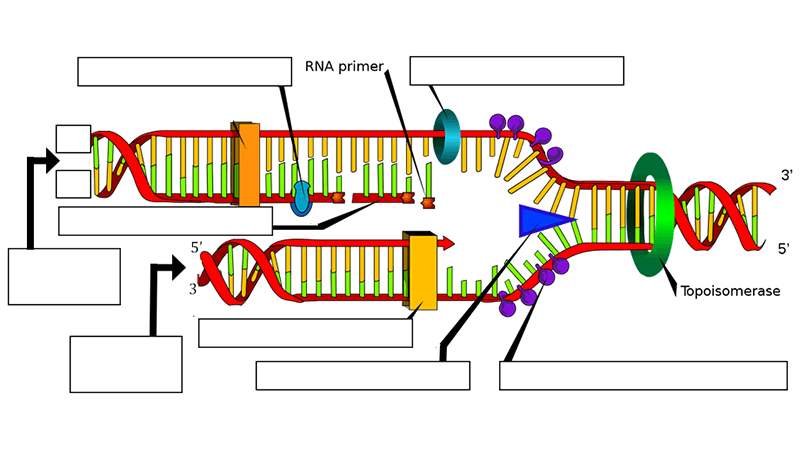 dna replication diagram worksheet