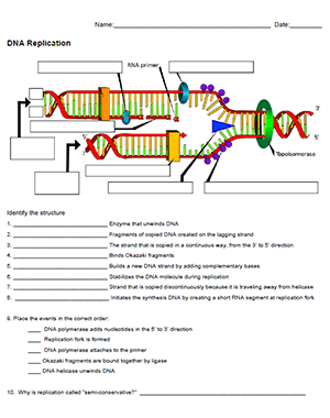 Featured image of post Biology Answer Key Biology Dna Replication Worksheet Dna replication gizmo task sheet