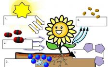 How Does Photosynthesis Work?