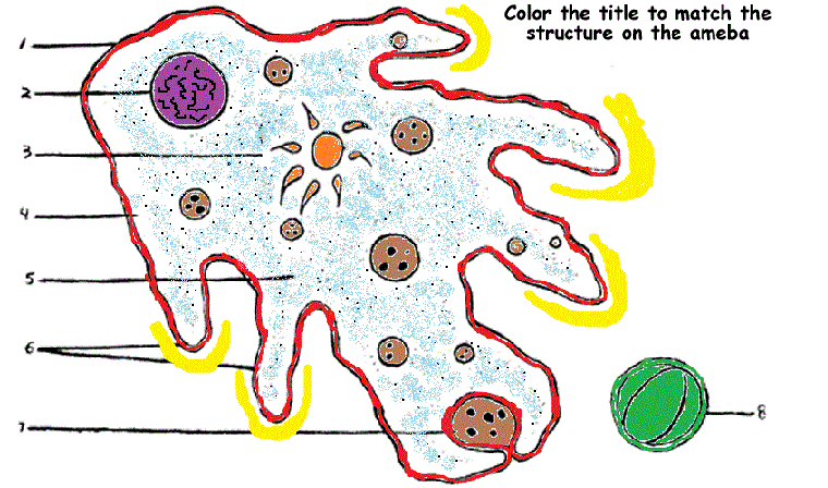 Biologycorner.com Animal Cell Coloring Key : Ase Sc 1 Animal Plant Cell Coloring Pdf Animal Cell ...