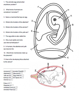 the amniotic egg solved what amphibian problem