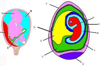 Comparing the Amniote Egg to the Placenta – Coloring