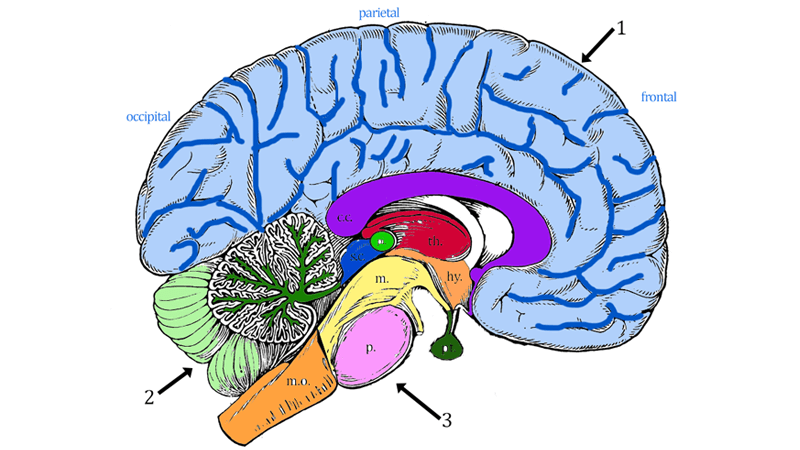 Brain Anatomy (Coloring)