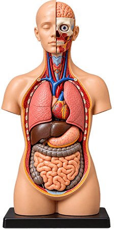 anatomy model