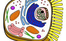 Color a Typical Animal Cell