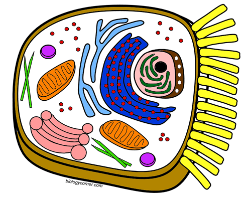 Color a Typical Animal Cell