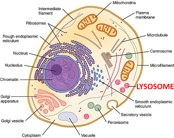 cell lysosome