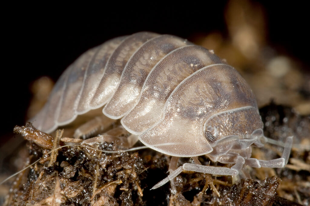 pillbug