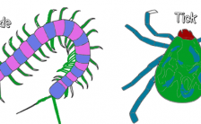 Comparing the Anatomy of Arthropods (Coloring)