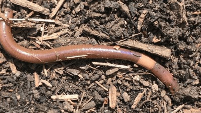 Data Analysis – Invasion of the Jumping Worms