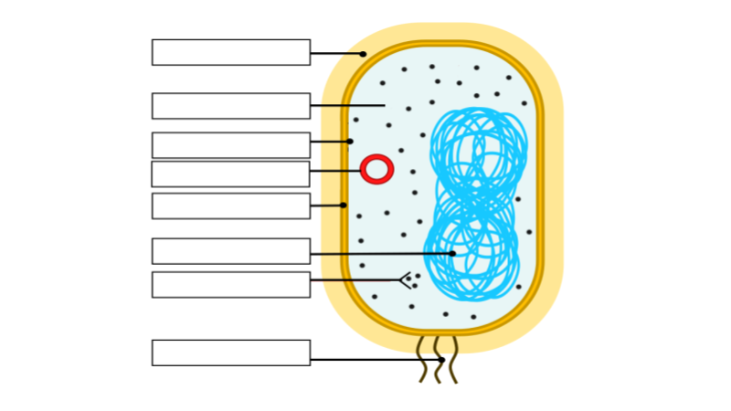 Label a Bacteria Cell