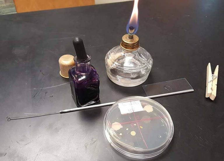 microscope The Biology Corner