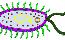 Color a Typical Prokaryote Cell