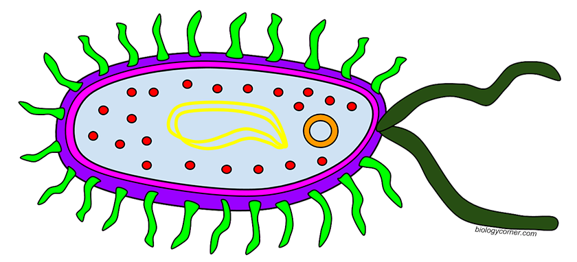 Color A Typical Prokaryote Cell