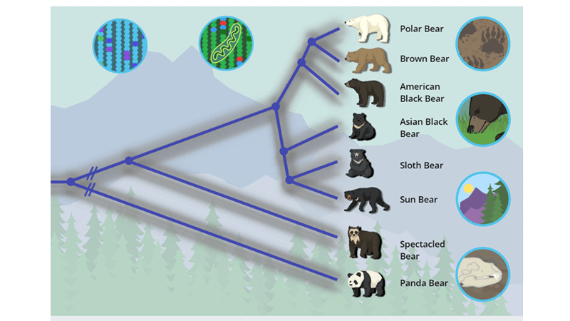 Bear, Species, & DNA