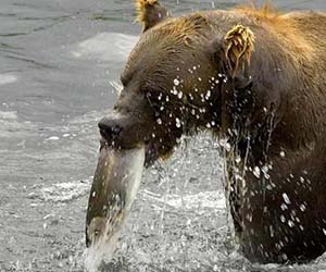 bear with fish