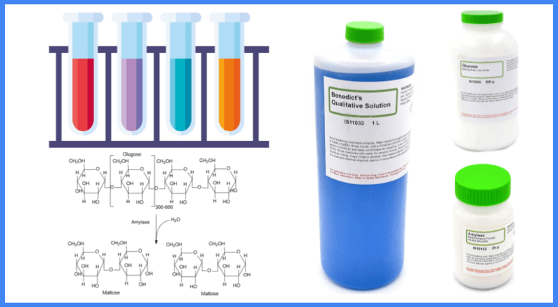 Investigation – Amylase and Carbohydrates