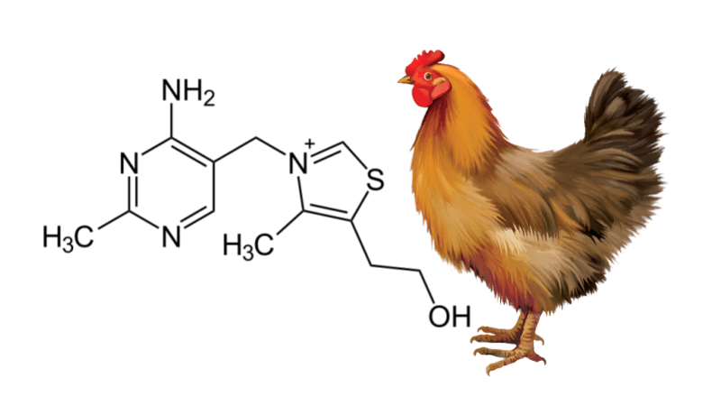 Scientific Method Study on Beriberi and Chickens