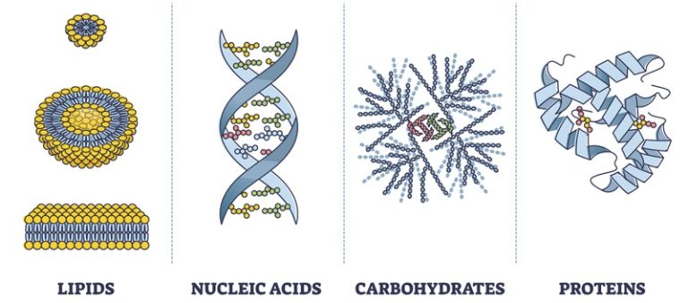 Biomolecules Practice and Reinforcement for AP Bio