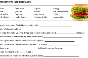 Reinforcement: Biomolecules