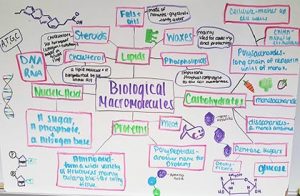 Biomolecules Chart Answers